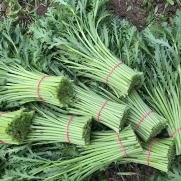 （精品茼蒿）光杆茼蒿，装车以客户要求，我们不是代办
