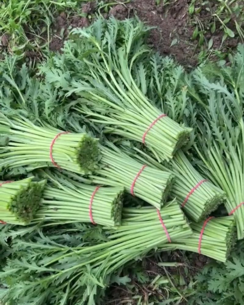 （精品茼蒿）光杆茼蒿，装车以客户要求，我们不是代办