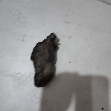 甘肃猪苓