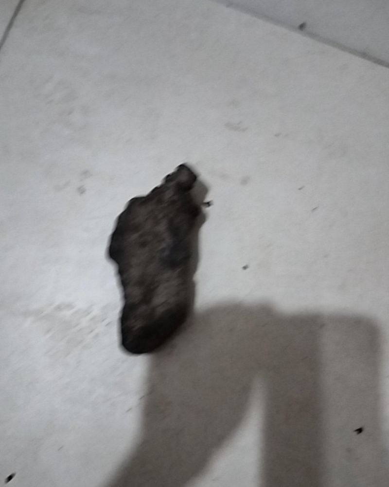 甘肃猪苓