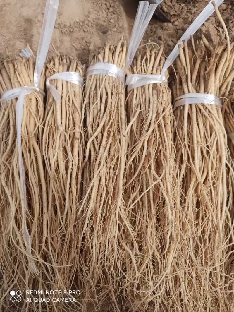 精品白条党参苗