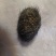 猪宝