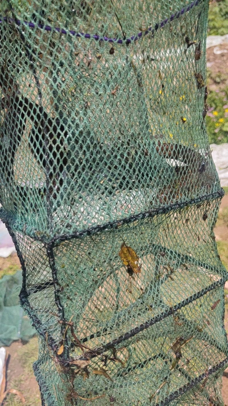 黄鳝