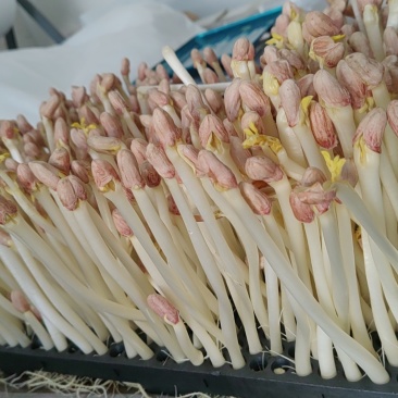 芽苗菜，花生芽