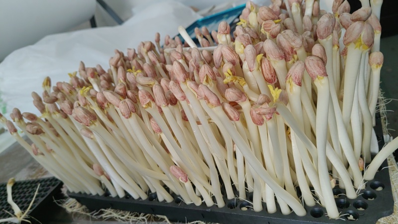 芽苗菜，花生芽