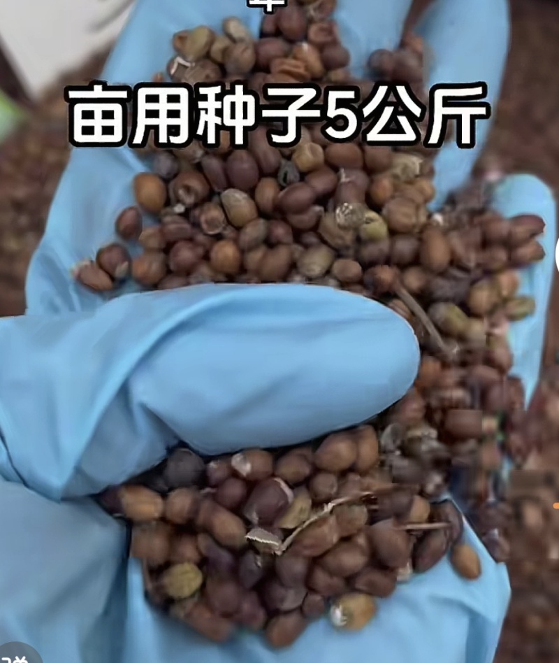 苦参种子