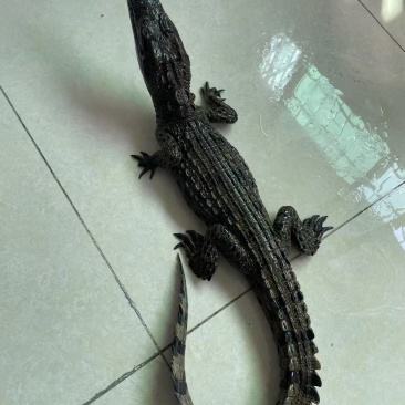 宠物鳄鱼