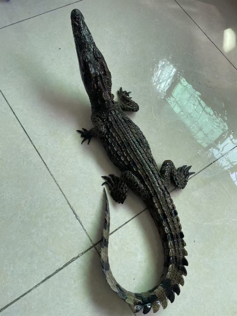 宠物鳄鱼
