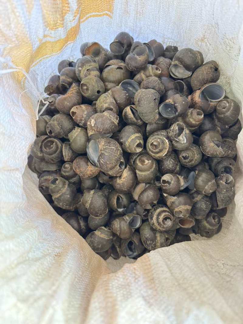 田螺壳，纯人工挑选，量大电聊价格
