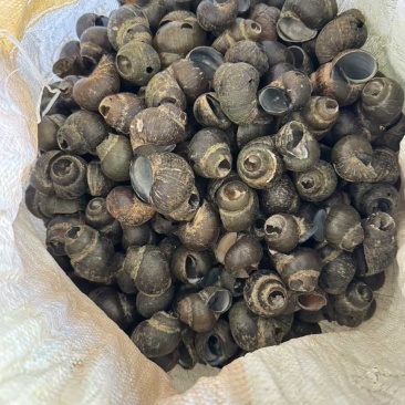 田螺壳，纯人工挑选，量大电聊价格