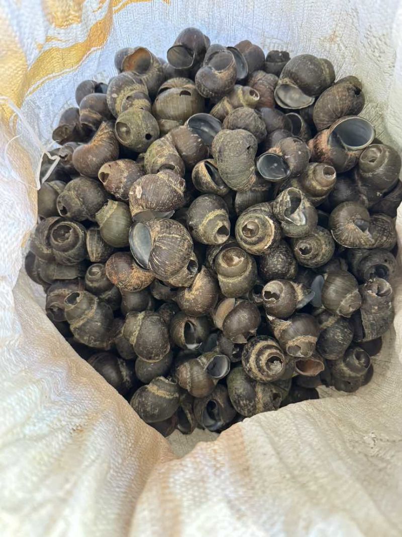 田螺壳，纯人工挑选，量大电聊价格