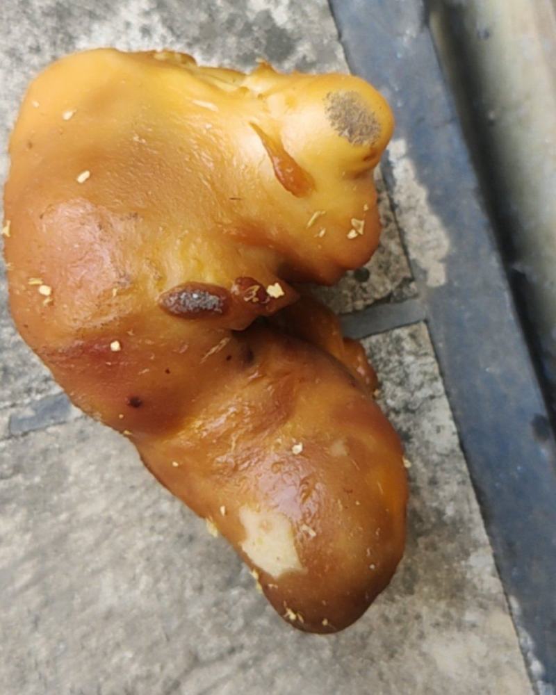 鸡宝