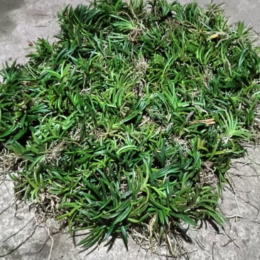 风兰富贵兰