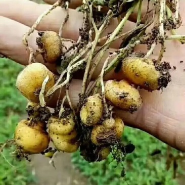 商丘延胡索，元胡