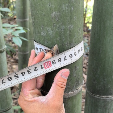 贵州竹杆