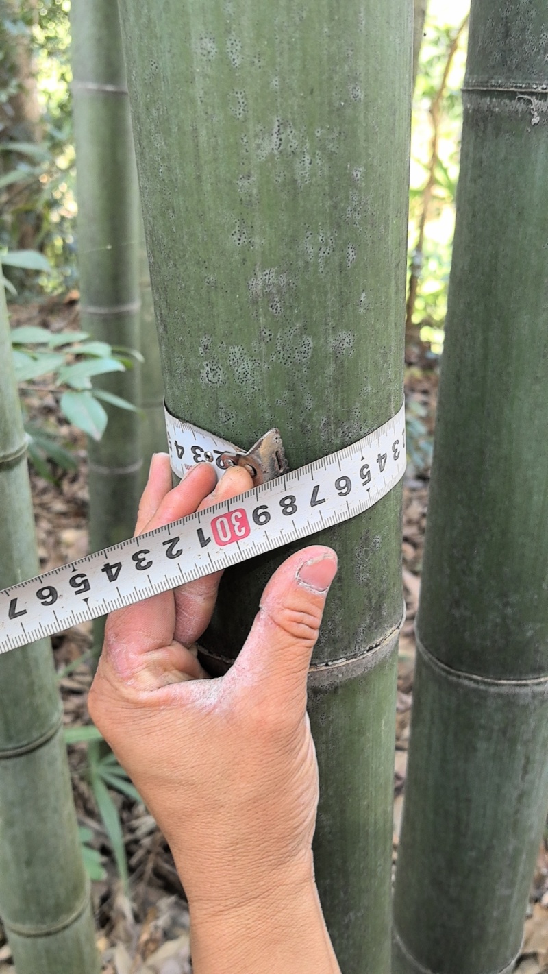 贵州竹杆