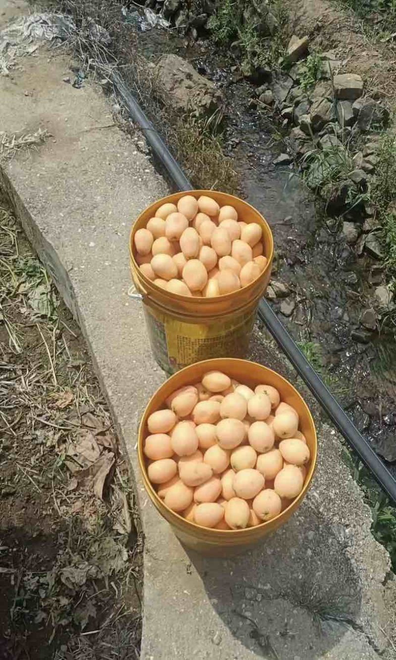 米易巴焦箐杷杷7钱左右8元至8·5元，8钱以上的9元，每天千