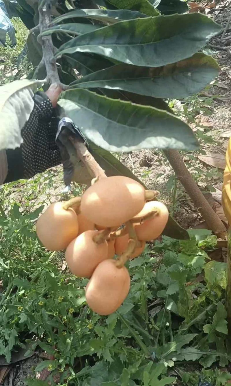 米易巴焦箐杷杷7钱左右8元至8·5元，8钱以上的9元，每天千