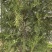 新鲜天然侧柏叶，无磷，无污染