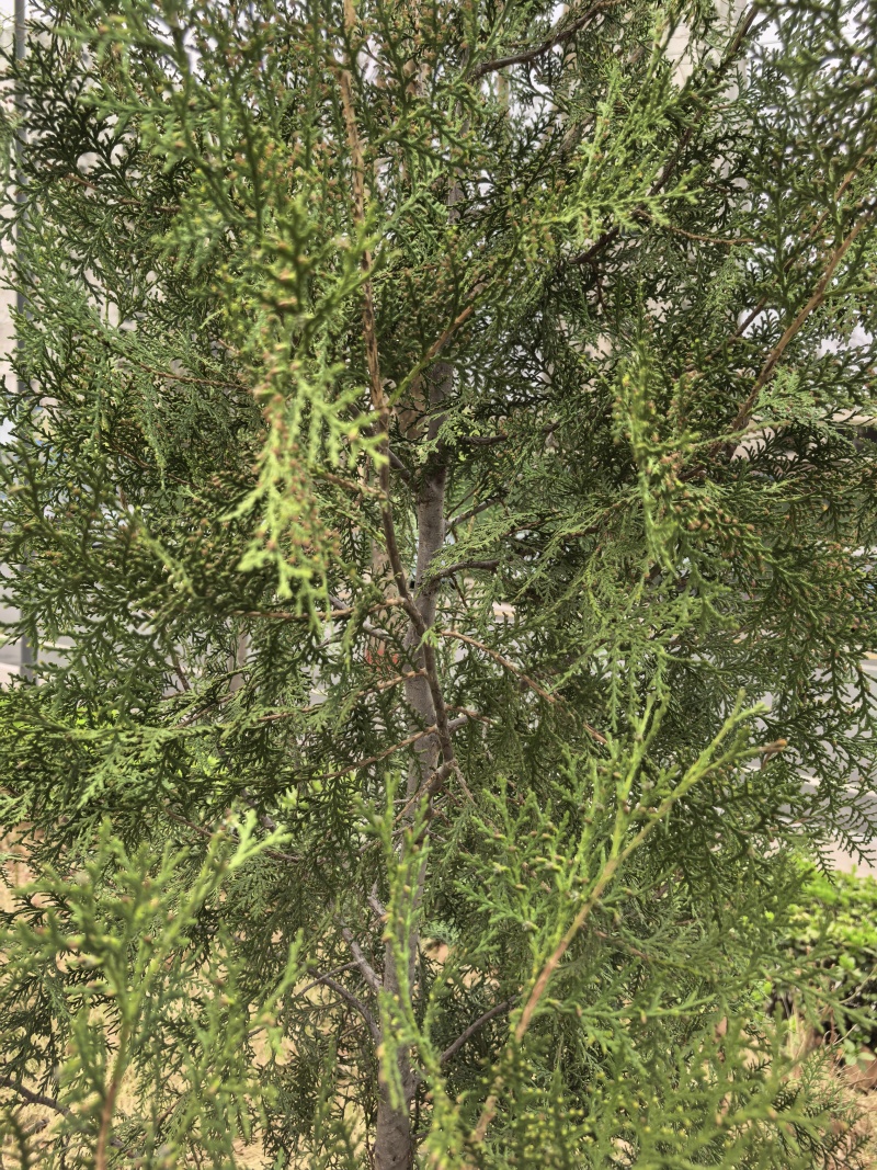 新鲜天然侧柏叶，无磷，无污染