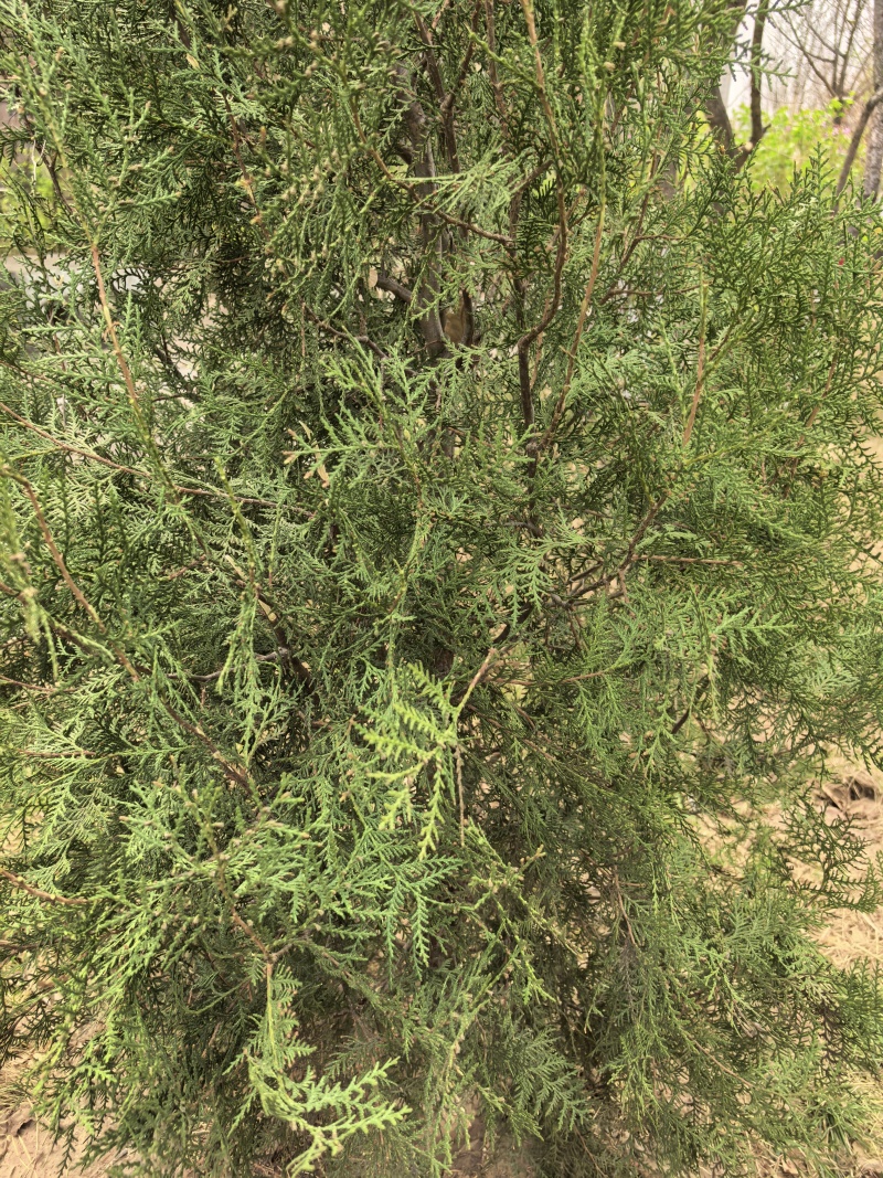 新鲜天然侧柏叶，无磷，无污染
