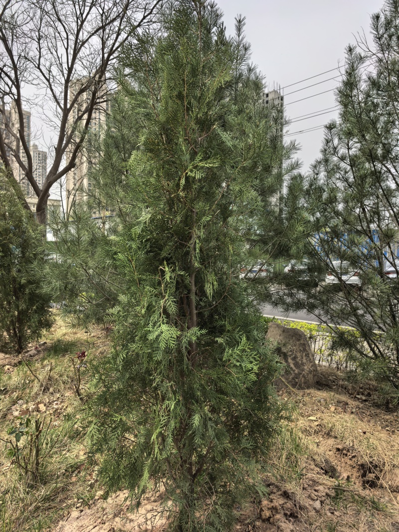 新鲜天然侧柏叶，无磷，无污染