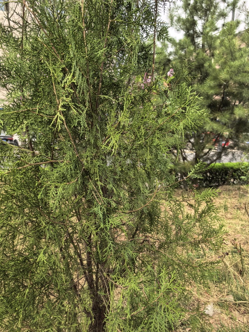 新鲜天然侧柏叶，无磷，无污染