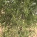 新鲜天然侧柏叶，无磷，无污染