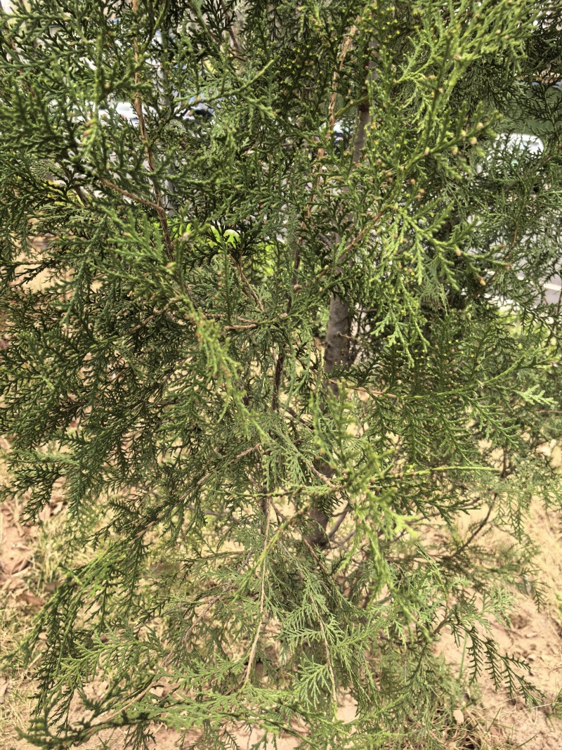 新鲜天然侧柏叶，无磷，无污染