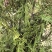 新鲜天然侧柏叶，无磷，无污染