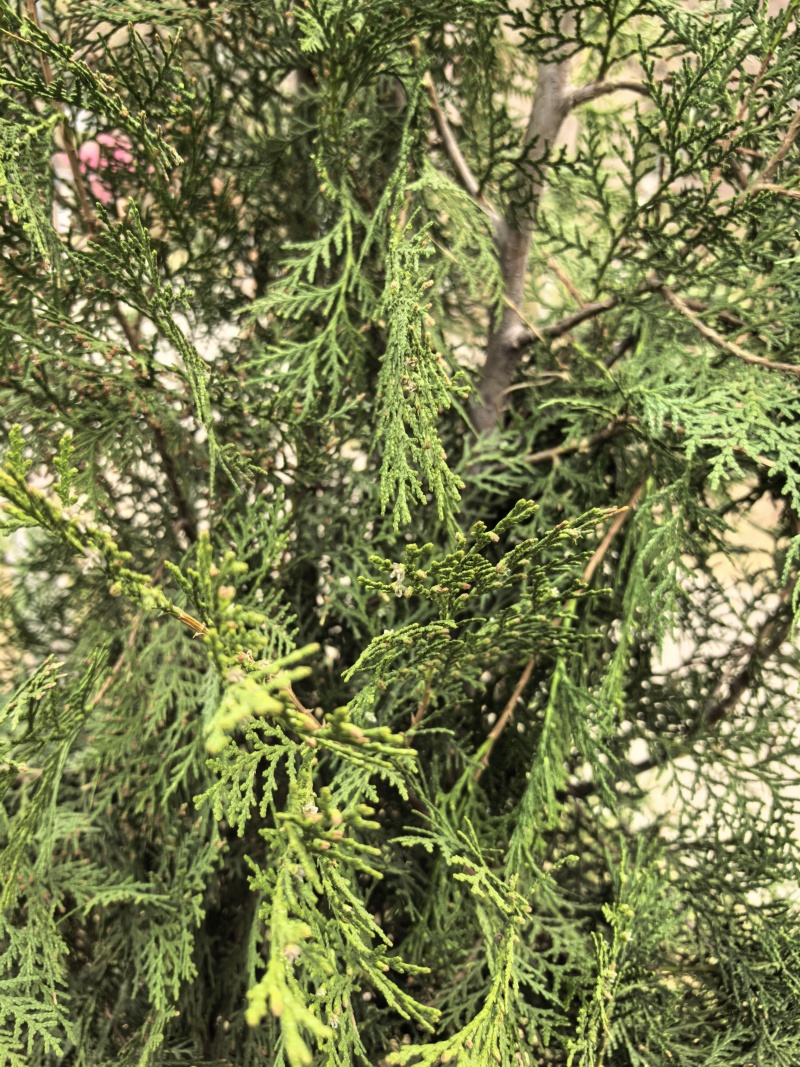 新鲜天然侧柏叶，无磷，无污染