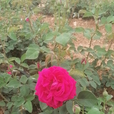 食用玫瑰花，鲜花
