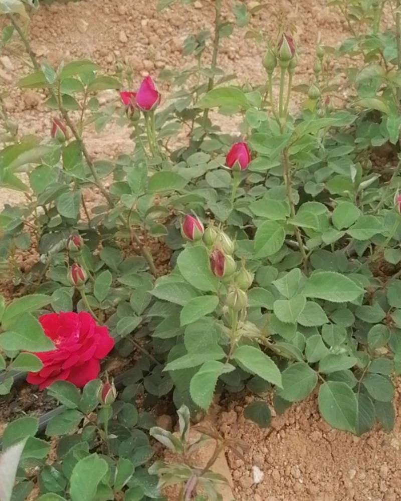 食用玫瑰花，鲜花