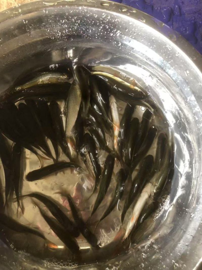 麦鲮鱼苗