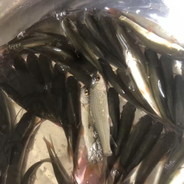 麦鲮鱼苗