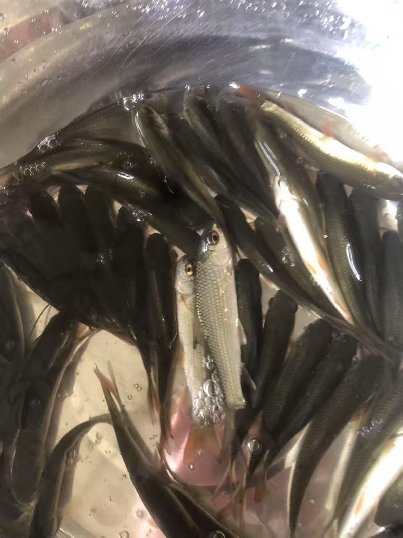 麦鲮鱼苗