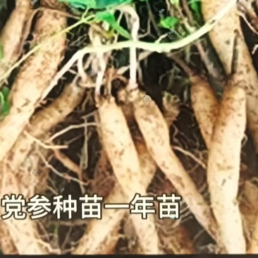山西党参苗（一年苗）