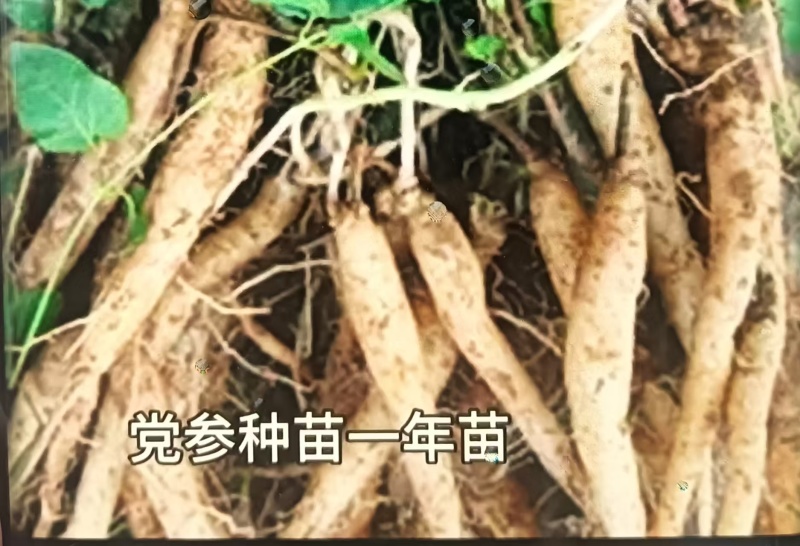 山西党参苗（一年苗）
