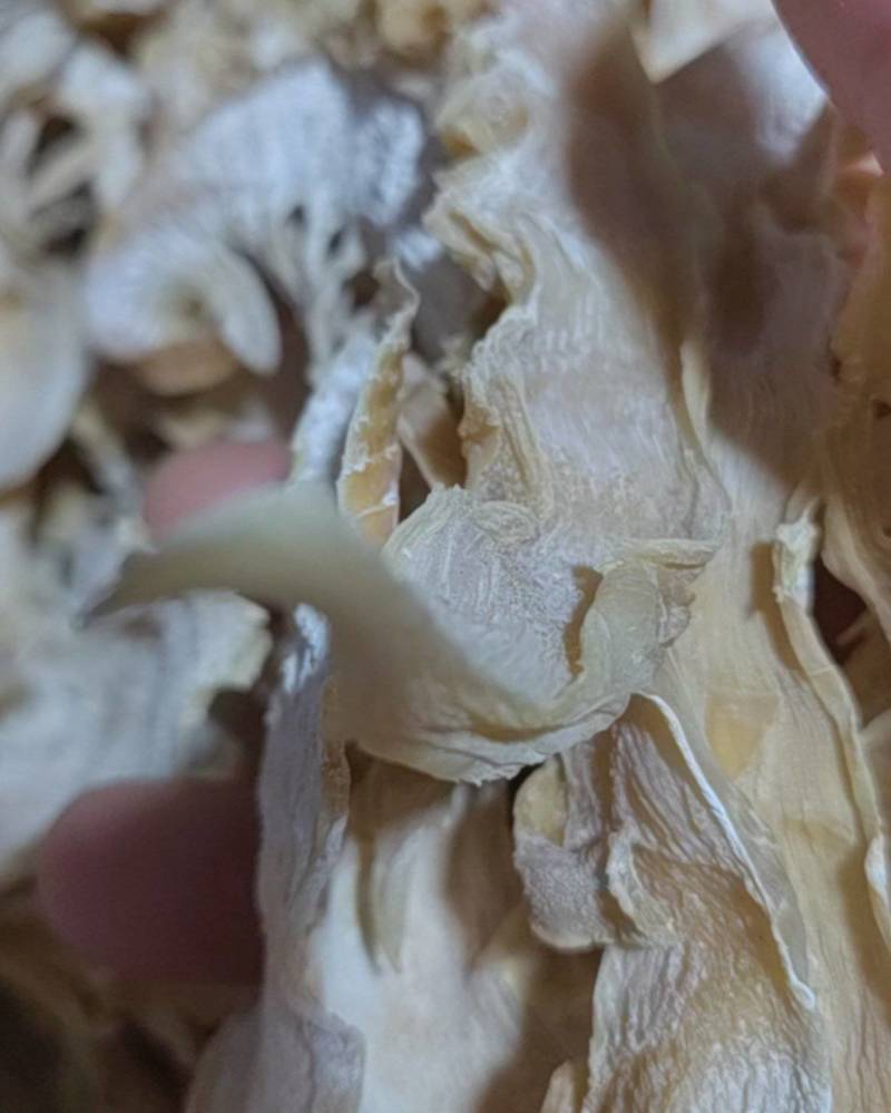 野生笋干