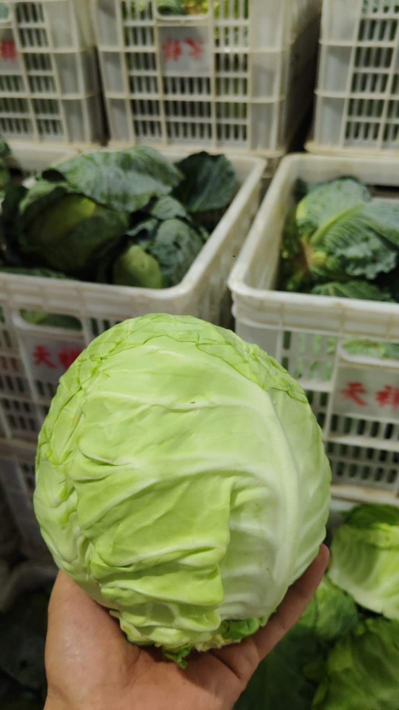 甘蓝