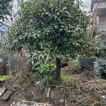 各种大小金弹子批发