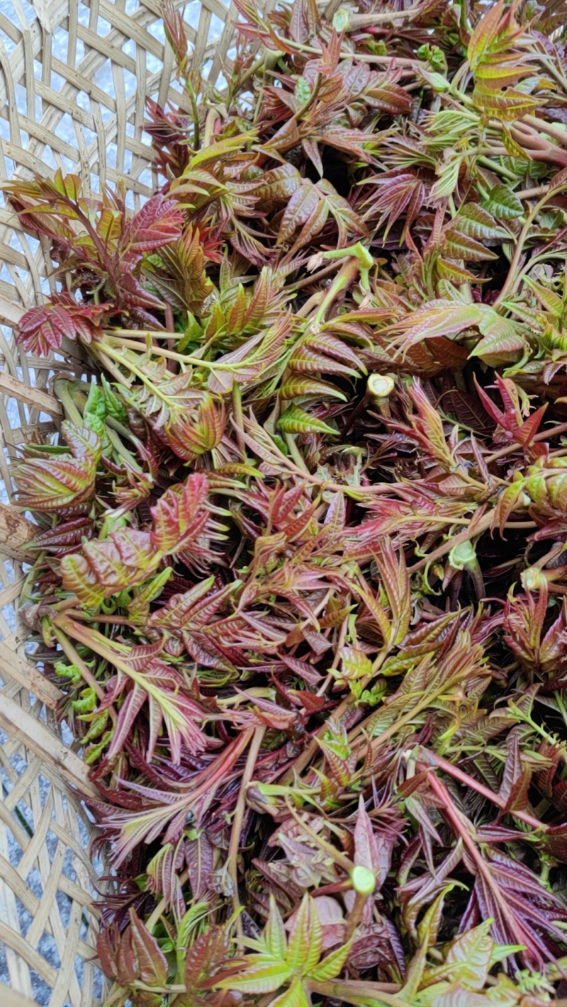 香椿芽