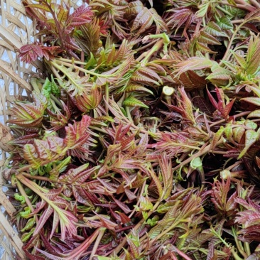 香椿芽