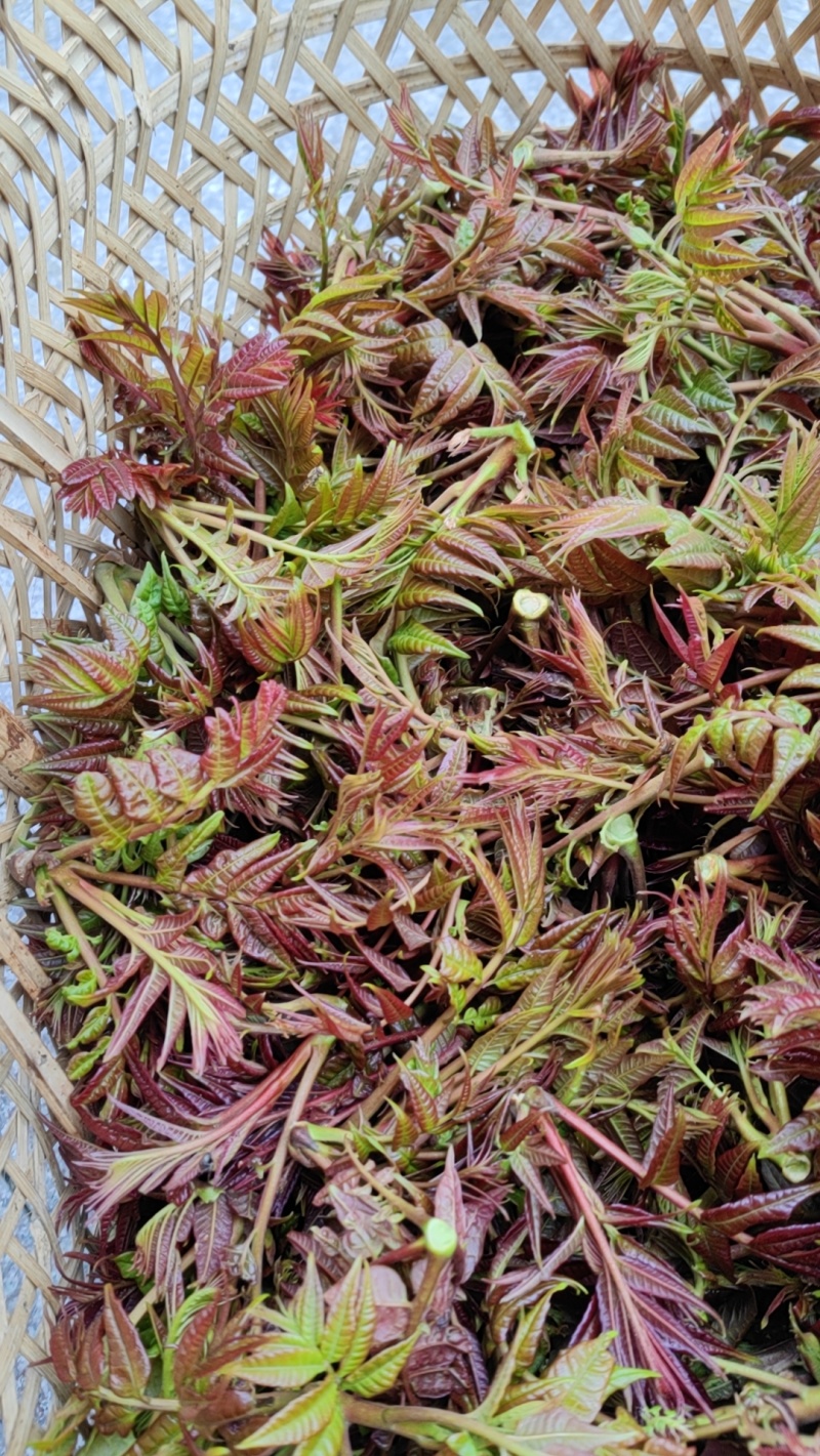 香椿芽