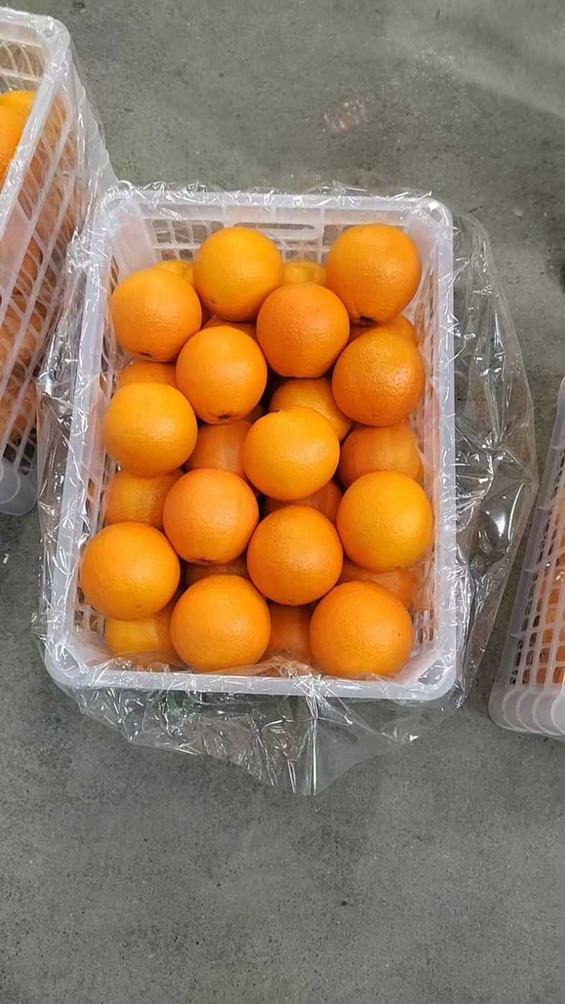 湖北秭归正宗伦晚脐橙质量保障果园直采可视频看货信誉第一