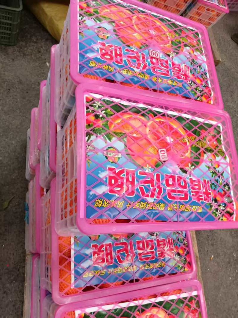 湖北秭归正宗伦晚脐橙质量保障果园直采可视频看货信誉第一