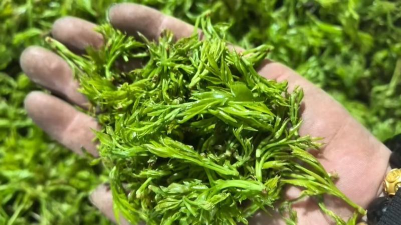 张家界莓茶