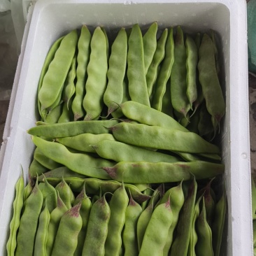 一点红油豆