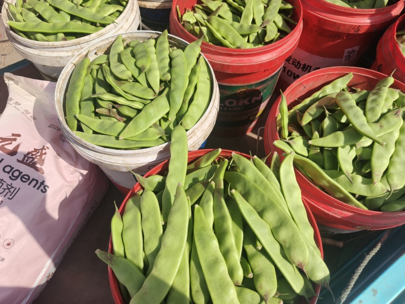 一点红油豆