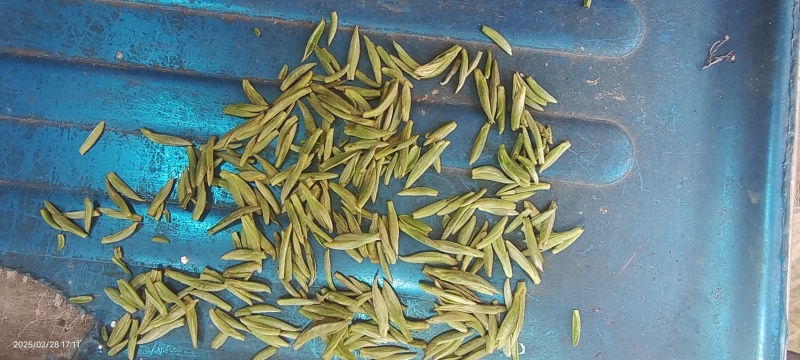 竹叶青茶叶
